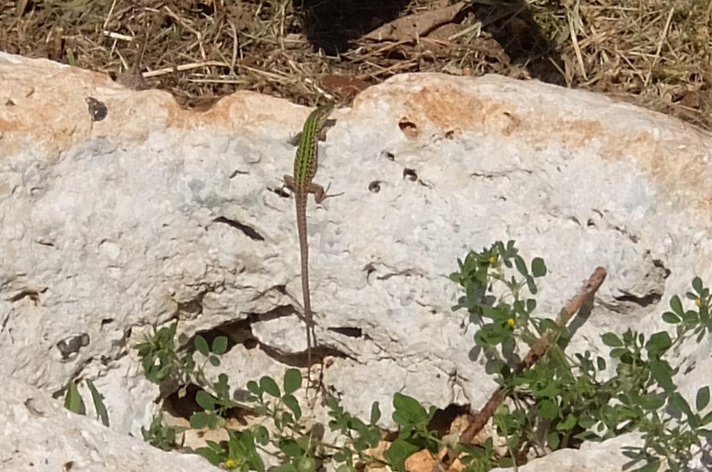 גאליאנו דל קאפו Villa Serracca מראה חיצוני תמונה